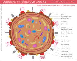 Thrombozyten Blutplattchen Definition Und Fakten