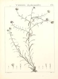 Image result for Nolletia zambesica