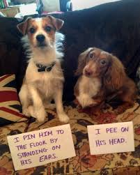 Two Naughty Boys Dog Shaming Funny Dog Shaming Animal Shaming