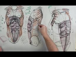 We did not find results for: Anatomy For Artists The Torso Front External Obliques Youtube