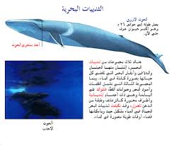 الحيوانات البحرية الثدييات البحرية معلومات عن الثدييات البحرية بالصور منتدى النرجس
