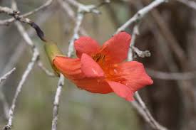 Image result for Fernandoa