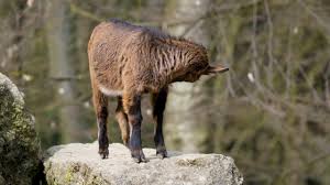 Goat, Cub, Small, Horns, Cute