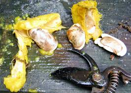 The smart idea is to buy a grafted plant. Projects And Planting Growing A Mango From Seed Beginning Minding My P S With Q