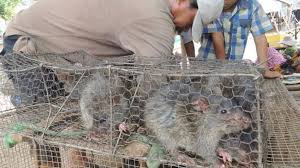 Each day more pigment shows through. Cambodian Rat Meat A Growing Export Market Bbc News