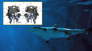 Gladbachus lived during the devoniad era, between 416 million to 358 million years ago. à¸„à¸™à¹à¸¥à¸°à¸‰à¸¥à¸²à¸¡à¸¡ à¸šà¸£à¸£à¸žà¸š à¸£ à¸©à¸£ à¸§à¸¡à¸ à¸™ 440 à¸¥ à¸²à¸™à¸› à¸— à¹à¸¥ à¸§