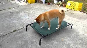 The bed comes with a custom made, perfect fit dog bed that is both thick and cushy for your pets comfort. Chrome Piping Plumbing How To Make A Dog Bed Out Of Pvc Pipe