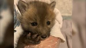 They're cute but they're no slouches. This Little Guy Was Very Distressed How A Baby Fox Trapped In Ice Was Saved In Saskatoon Ctv News