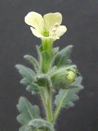 Image result for Holothrix villosa