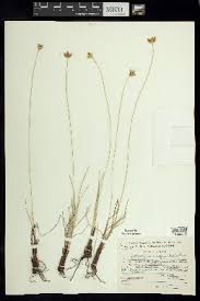 Image result for Fimbristylis scabrida