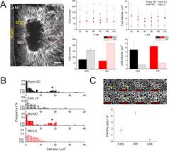 In the 4th week, the somites differentiate into the mesodermal core of the limb bud is induced to differentiate by a cap of thickened ectoderm at the apex of the limb bud called the apical ectodermal. 4d Imaging Reveals Stage Dependent Random And Directed Cell Motion During Somite Morphogenesis Scientific Reports
