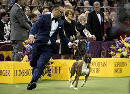 Tommy, an english setter, looks on backstage on the final night of the westminster kennel club dog show at madison square garden, february 14, 2017 in new york city. Westminster Dog Show Winners 2017 Popsugar Pets