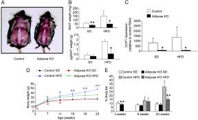 Check this player last stats: Deletion Of Pparg In Adipose Tissues Of Mice Protects Against High Fat Diet Induced Obesity And Insulin Resistance Pnas