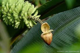 Image result for Musaceae