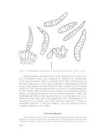 Image result for Leptactina platyphylla