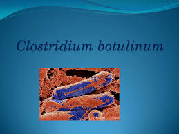 Clostridium botulinum is an anaerobic, sporeforming bacteria that produces a neurotoxin. Pdf Clostridium Botulinum