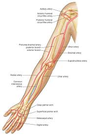 Full Size Picture A42 Jpg Medical Dictionary Brachial Arteries
