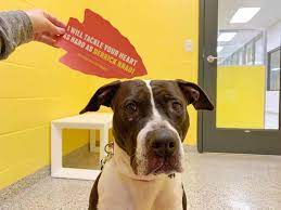 Due to the forecast of inclement weather this weekend, the kitty city kansas adoption center will be closed (january 11th and 12th). Every Single Dog From A Kansas City Shelter Found A Home Thanks To Super Bowl Star S Promise To Pay Fees Koam