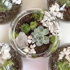 Sphagnum moss is well know for carnivorous plant soil medium. 9 Succulent Terrarium Kits To Greenify Your Home Love Lavender