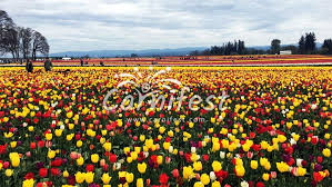 Every march through may the city of woodburn, oregon explodes with color during the wooden shoe tulip festival. Wooden Shoe Tulip Fest 2022 Tickets Dates Venues Carnifest Com