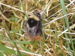 Image result for Bombus monticola