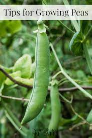Tips For Growing Peas In Your Garden How To Grow Peas From Seed How To Transplant Pea Seedlings How To Care For Pea Plant Growing Peas Pea Trellis Pea Plant
