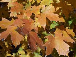 Makes an excellent street or lawn tree. A Study Of Maples Grimm S Gardens