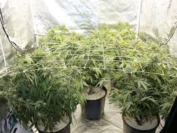 The dimensions of a rabbit's hindfoot prints usually are. New Cannabis And Hemp Processing Netting Products Industrial Netting Blog