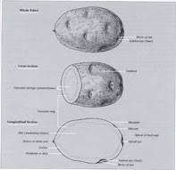 Detection Of Potato Tuber Diseases Defects Fact Sheet