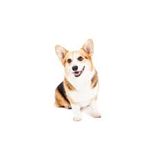 The pembroke welsh corgi puppies are merry and expressive but also intelligent and active. Cardigan Welsh Corgi Puppies Petland San Antonio