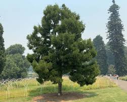 Image result for Afrocarpus