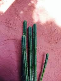 Cactus canyon is a canyon / gorge located in city of onkaparinga. 89 Desert Life Ideas Desert Life Cacti And Succulents Cactus