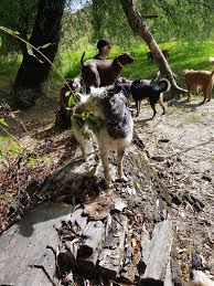 DOGS DAY OUT GIZZY added a new photo.