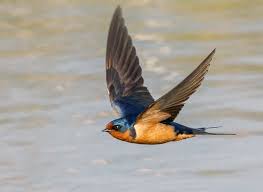 Barn swallow has pointed wings and wingspan of 12.6 to 13.6 inches. Appearance Barn Swallow Hirundo Rustica Birds Of The World