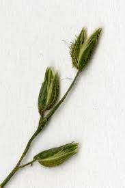 Image result for Pseudechinolaena polystachya