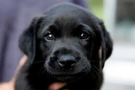We did not find results for: Ohio To Make First Offense Pet Cruelty A Felony With Goddard S Law