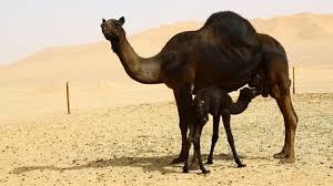 Camel camelus bactrian camels close up hump humps mammal livestock desert uzbekistan asia central asia middle asia 1080p +2 more. Camel Walking Slow Motion Stock Footage Video 100 Royalty Free 1067425 Shutterstock