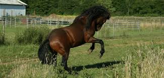 Learn more about the 2016 ford mustang. Mustangs Sale Kiger Mustang Stallions Kiger Mustang Mustang Horse Horses