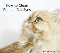 How To Clean And Care For Persian Cat Eyes Keeping A Persian Cat S Eyes Clean Is Just As Important As Grooming Persian Cat Cat Grooming Persian Cat White