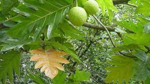 Maybe you would like to learn more about one of these? 7 Manfaat Daun Sukun Untuk Kesehatan Bisa Atasi Asam Urat Ragam Bola Com
