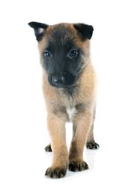 Hunde der rasse malinois sind sehr intelligente, temperamentvolle, aber auch oft aufgedrehte hunde im allgemeinen, aber besonders 8 wochen junge welpen, verstehen unsere sprache nicht. Malinois Welpen Wirklich Alles Was Du Uber Sie Wissen Musst