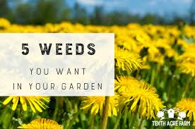 Garden weeds that look like flowers. 5 Weeds You Want In Your Garden Tenth Acre Farm