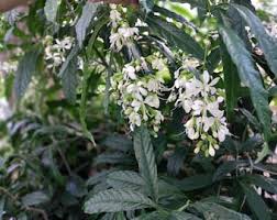 Image result for Clerodendrum silvanum