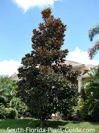 I am in zone 7. Magnolia Tree D D Blanchard