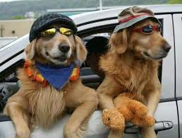 Pin By Nesrin Gonenli On Kedi Kopek Kiyafetleri Golden Retriever Funny Dogs Cool Pets