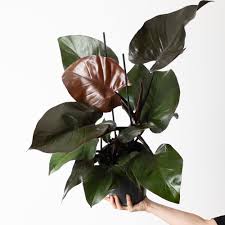 Image result for Congolanthus