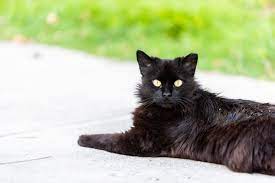 Check spelling or type a new query. 10 Effective Cat Dandruff Remedies Tuxedo Cat