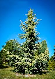 You want to make sure you are digging up the seedling when it's dormant, hobbins said. Buy Cedar Trees Cedar Trees For Sale Online The Tree Center