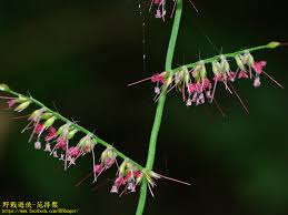 Image result for Oplismenus