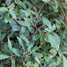 Image result for Rhoicissus digitata